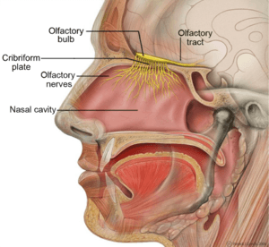 Head Olfactory Nerve Labeled