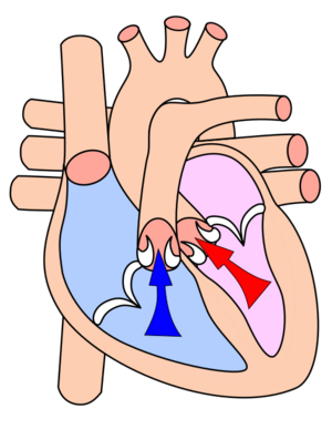Heart systole