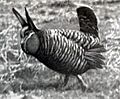 Heath Hen display