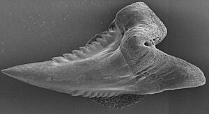 Hemipristis elongatus anterior (3501296073)
