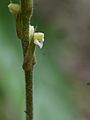 Hetaeria oblongifolia 10064682