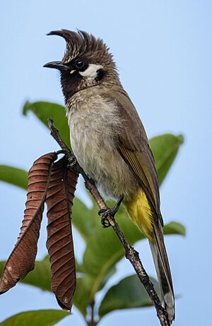 Himalayan bulbul Facts for Kids