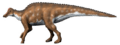 Hypracosaurus NT