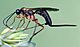 Ichneumon wasp (Ichneumonidae sp) female (cropped).jpg