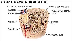 Illu compact spongy bone