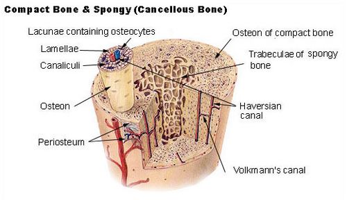 Illu compact spongy bone