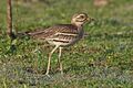 Indian stone-curlew in Nasirpur, Patiala 01 (cropped)
