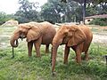Jackson Zoo Two African Elephants