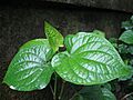 Lá lốt