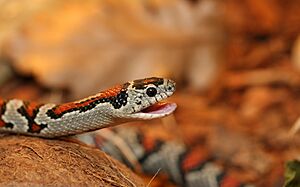 Lampropeltis Mexicana Greeri (16).JPG