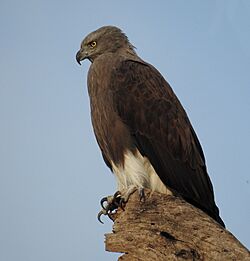 Lesser Fish Eagle. ADSCN7863