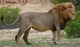 Lion (Panthera leo) (30941994012) cropped