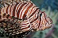 Lion fish melb aquarium