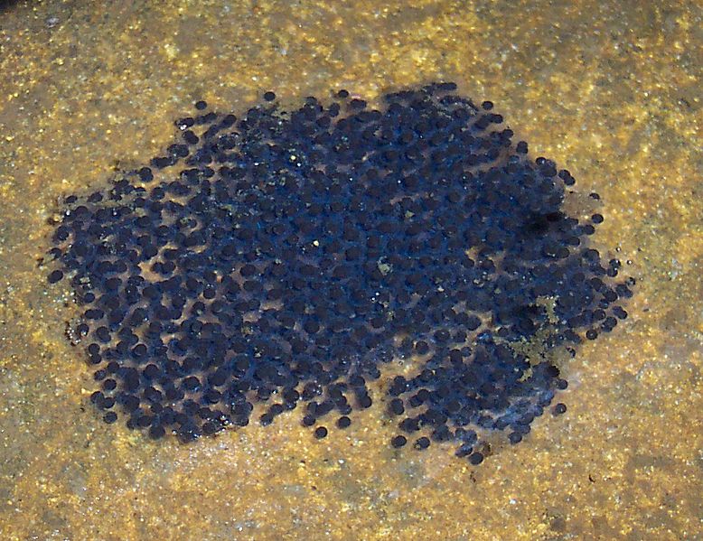 Litoria lesueurii spawn