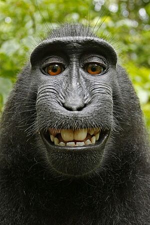 Macaca nigra self-portrait (rotated and cropped)