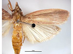Maliarpha separatella.jpg