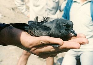 a black bird held in an open hand