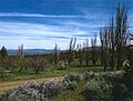 McCoin Homestead nom1 - Crooked River NG Oregon