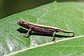 Minute leaf chameleon (Brookesia minima) Lokobe