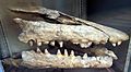Mosasaurus skull