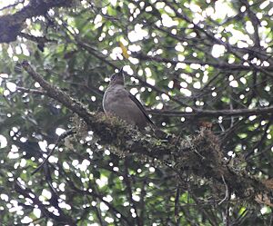 Mountain Thrush (6944853208).jpg