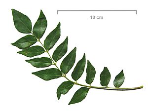 Murraya koenigii leaves - curry leaves