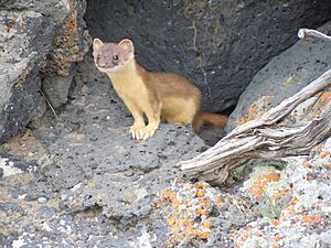 Mustela frenata (5848795808)