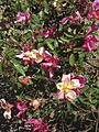 Mutabilis NHRG 15-12-2013