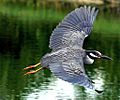 Nycticorax violaceus -flying-8