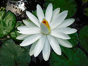 Nymphaea pubescens JNTBGRI