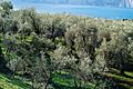 Olivi sul Lago di Garda