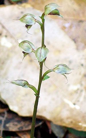 Orchid Chatswood probably Acianthus fornicatus.jpg