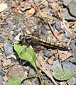 Orthetrum japonicum (female s2)