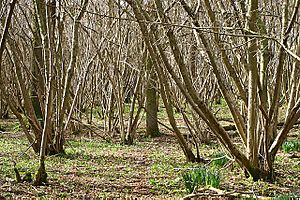 Out Wood - geograph.org.uk - 358591.jpg