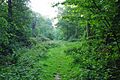 Path Through Weeley Hall Wood - geograph.org.uk - 1335023