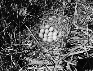 Photograph of Nest and Eggs of a Sharp-Tailed Grouse - NARA - 2129299