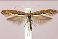 Plutella xylostella2