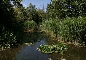 Pond in Camley Street Natural Park