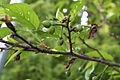 Prunus campanulata fruitage