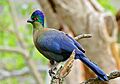 Purple-crested Turaco (Gallirex porphyreolophus) (32424422866)