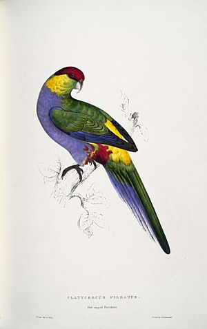 Purpureicephalus spurius -Platycercus pileatus Red-capped Parrakeet -male -by Edward Lear 1812-1888