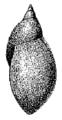 Radix natalensis shell 5