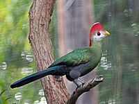 Red-crested Turaco RWD