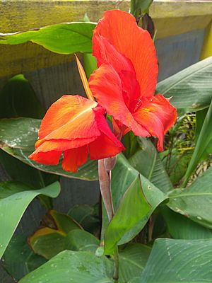 Red canna lily