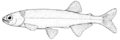 Retropinna retropinna (New Zealand smelt)