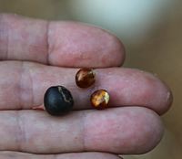 Rhamnus rubra Sierra coffeeberry 2seeds
