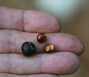 Rhamnus rubra Sierra coffeeberry 2seeds