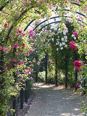 Rose Arch Pergola at Gardens of the Rose, RNRS