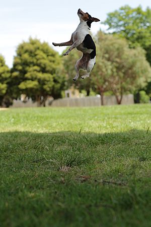 Rosie the Tenterfield Terrier Jumping