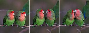 Rosy-faced lovebirds (Agapornis roseicollis roseicollis) composite